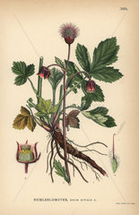 Water avens  Geum rivale