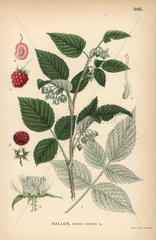 Raspberry  Rubus idaeus