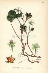 Cloudberry  Rubus chamaemorus