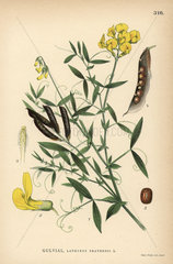 Meadow vetchling or meadow pea  Lathyrus pratensis