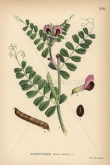 Common vetch or tare  Vicia sativa