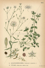 Grass-like starwort  Stellaria graminea  and common chickweed  Stellaria media