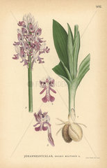 Military orchid  Orchis militaris