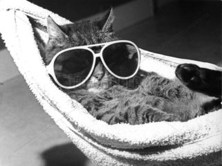 Katze mit Sonnenbrille in der Haengematte
