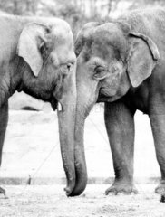 zwei Elefanten reichen sich die Ruessel