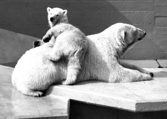 Eisbaerjunges klettert auf Ruecken der Mutter