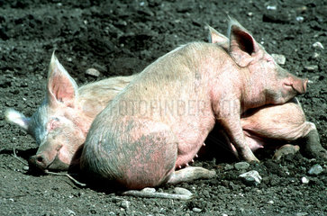 Zwei schlafende Schweine