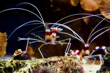 Unterwassertier