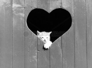 Katze guckt durch Herz
