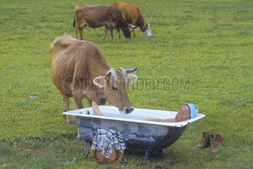 Kuh mit Badewanne auf der Wiese
