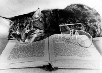 Katze schlaeft ueber einem Buch ein