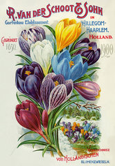 Export von Blumenzwiebeln  Holland  1900