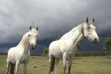 zwei Schimmel auf einem Reiterhof waehrend eines Gewitters