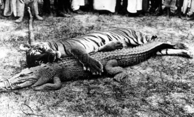 Krokodil mit Tiger