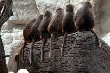 Sechs Affen nebeneinander von hinten