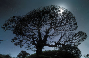 Silhouette eines Baumes im Mondlicht