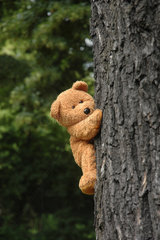 Teddy klettert auf einen Baum