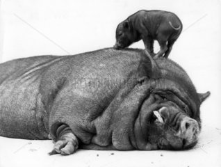 Haengebauchschwein + Kind