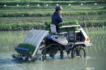 Reisanbau - Aussaat der Reissetzlinge mit Fahrzeug