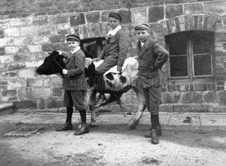 Drei Jungs und eine Kuh