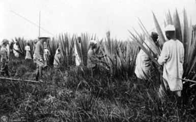 Afrikaner bei der Feldarbeit unter Aufsicht eines Kolonialherren