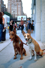 zwei Hunde warten in New York