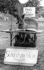 Schaeferhund Schiedsrichter