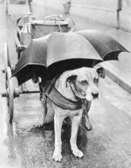 Hund mit Regenschirm ueber dem Kopf