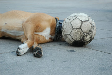 Hund mit Fussball als Kopf