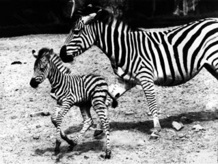 Zebra jung und alt
