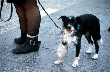 Hund mit dickem Verband am Bein