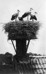 vier Stoerche in Nest auf dem Schornstein eines Hauses