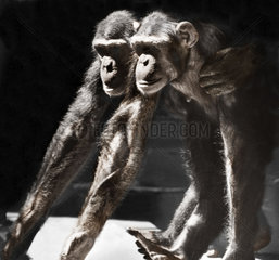 zwei Schimpansen Arm in Arm machen synchrone Bewegungen