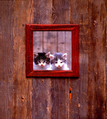 Katze an Holzfenster-Variante
