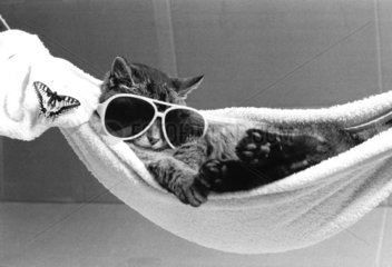 Katze mit Sonnenbrille in der Haengematte