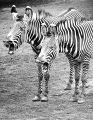 2 bloekende Zebras