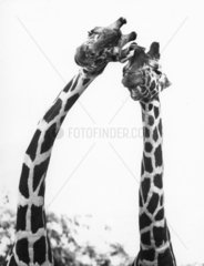 Zwei Giraffen  Kopf an Kopf