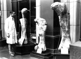 Saurier-Knochen im Museum  1940