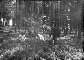 Vater und Kinder pfluecken im Wald Beeren