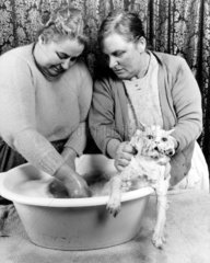 zwei Frauen waschen Katze