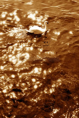 Schwan schwimmt auf Wasser in dem sich die Sonne spiegelt