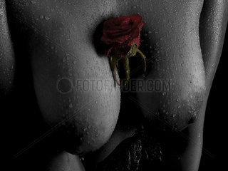 Frau hat eine Rose zwischen ihren Bruesten
