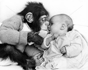 Affe gibt Baby die Flasche