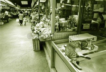Katze schlaeft in Markt