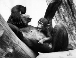 Schimpanse mit Jungem