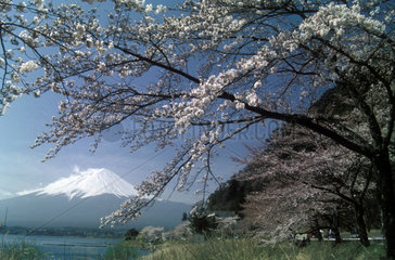 Kirschbluete vor Fuji-Panorama