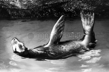 Seehund liegt ausgestreckt im Wasser