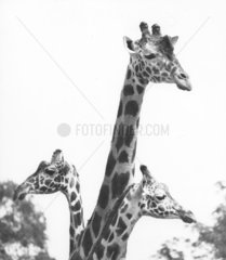 Grosse Giraffe mit zwei kleinen