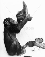 Schimpanse putzt Schuhe