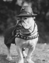 Hund mit Hut